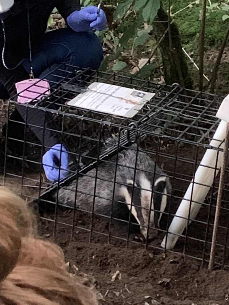 A badger being vaccinated by Derbyshire Wildlife Trust